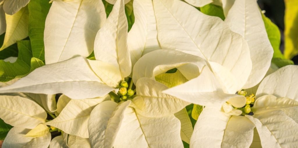 Euphorbia pulcherrima alba - Poinsettia blanc