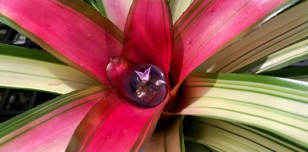 Neoregelia - plante réservoir : cultiver et entretenir 