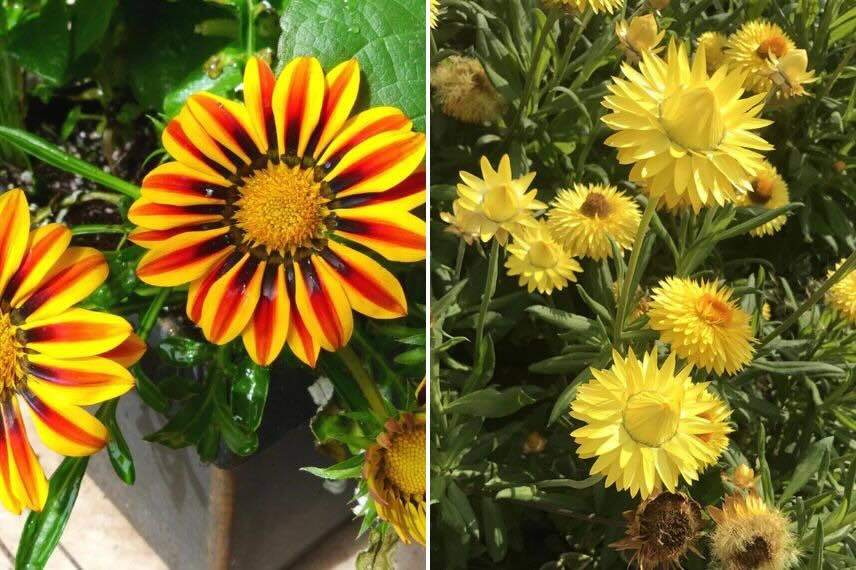 deux annuelles pour sol sec : Gazania et Bractanthea