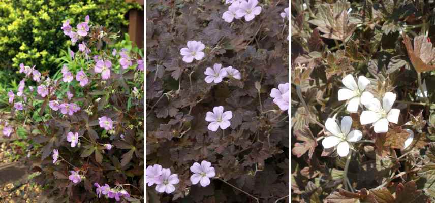 geraniums vivaces feuillage chocolat bronze