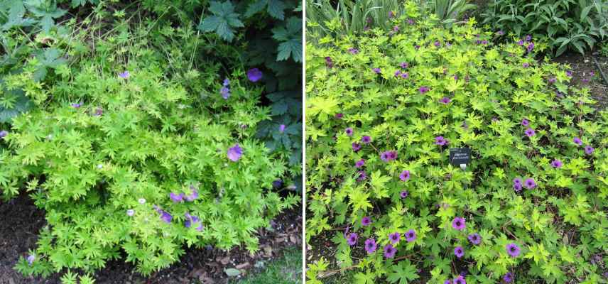 geranium vivace vert clair jaune
