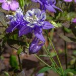 Géraniums vivaces : découvrez les variétés à feuillage coloré pour sublimer vos massifs