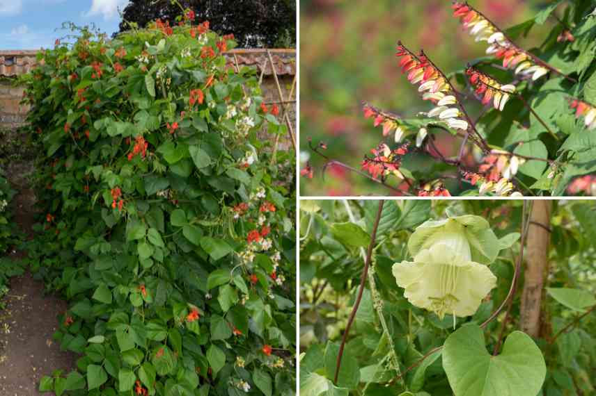 plantes annuelles grimpantes originales