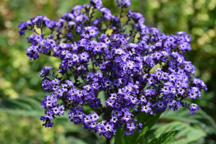 Heliotrope géante