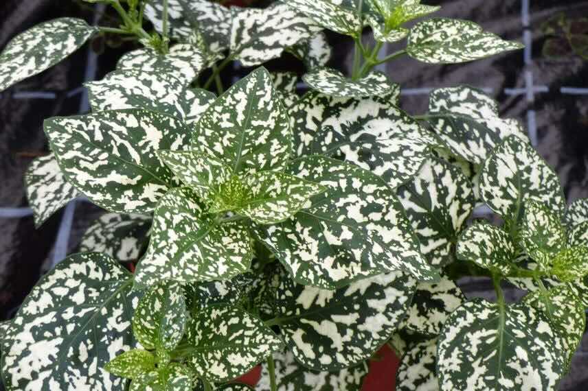 feuillage panaché et moucheté d'Hypoestes