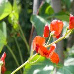 Les meilleures plantes annuelles grimpantes pour embellir rapidement votre jardin