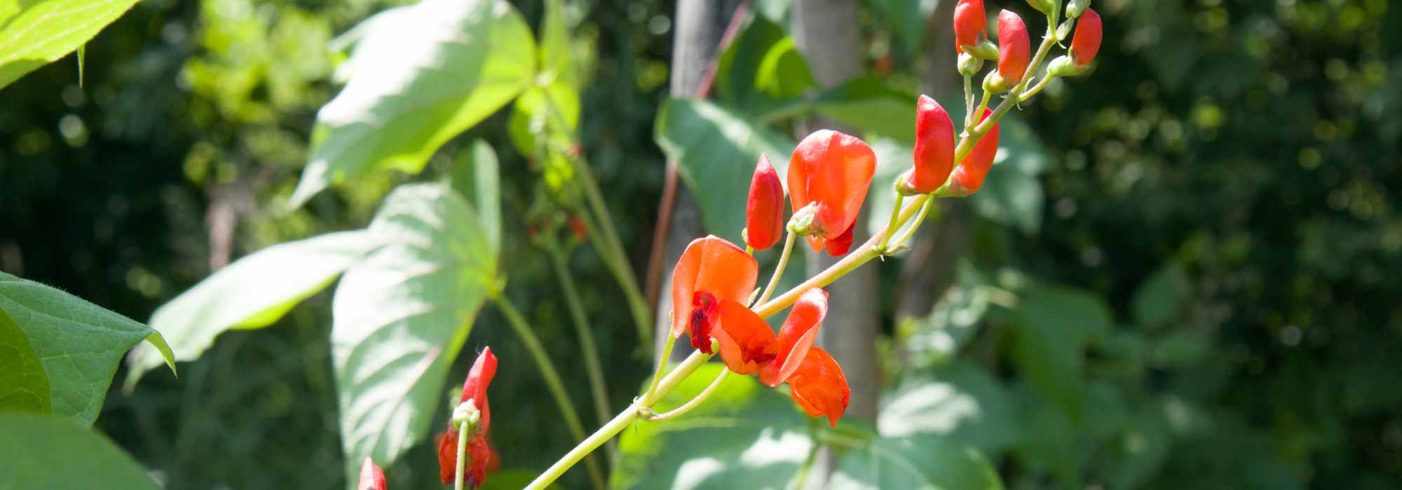 Les meilleures plantes annuelles grimpantes pour embellir rapidement votre jardin