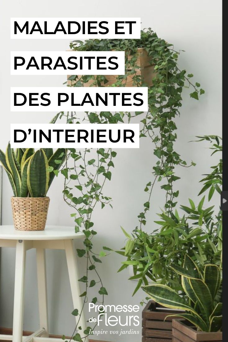 soigner les plantes d'intérieur