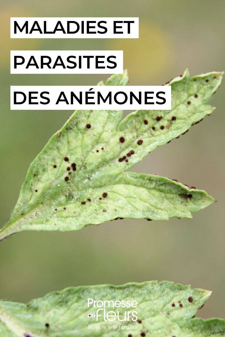 soigner les anémones