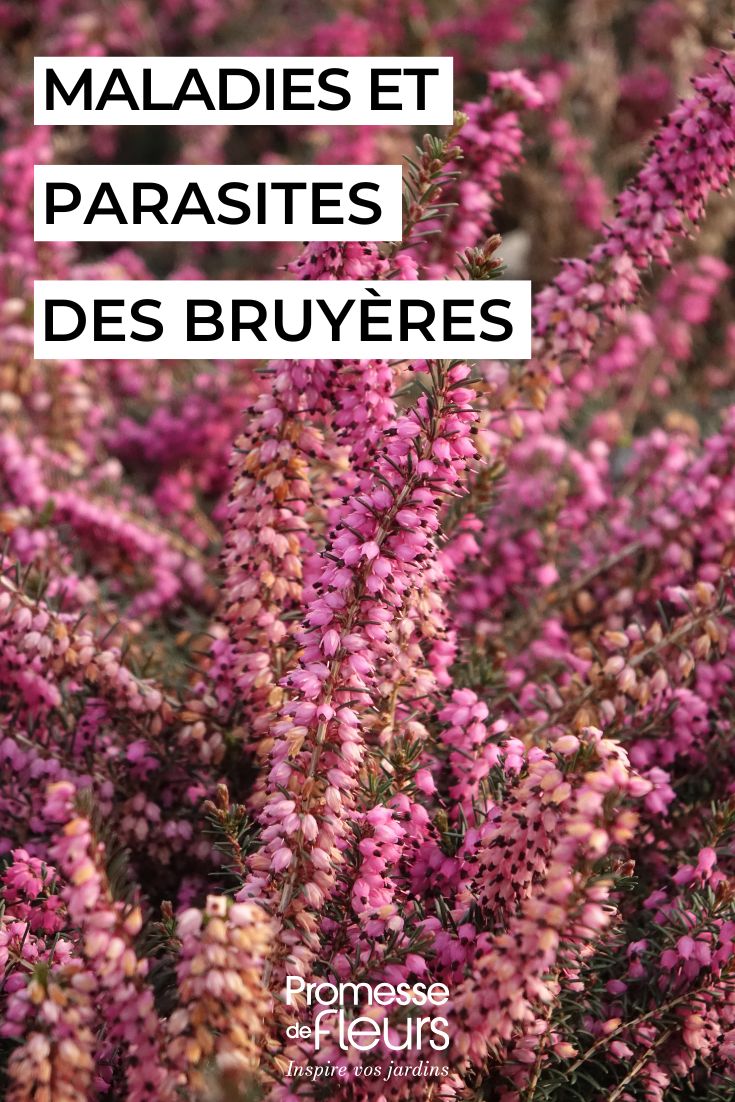 soigner les bruyères