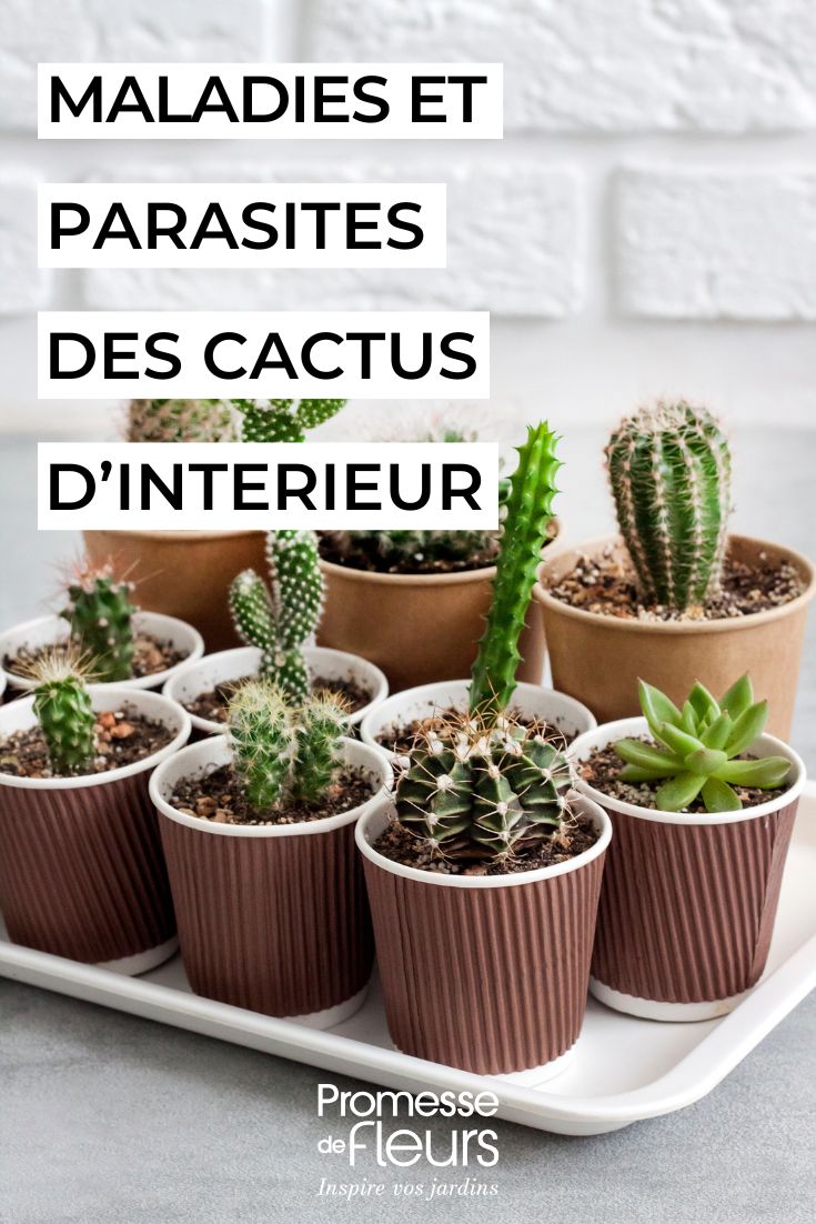 soigner les cactus d'interieur