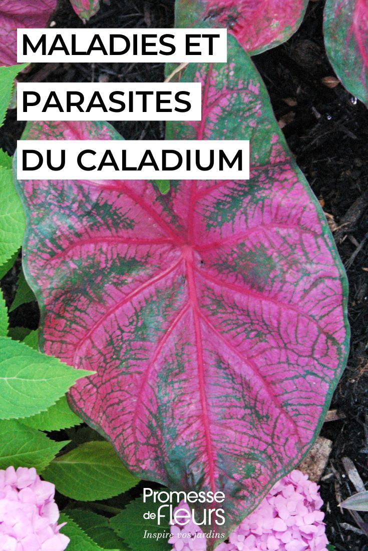 soigner le CALADIUM