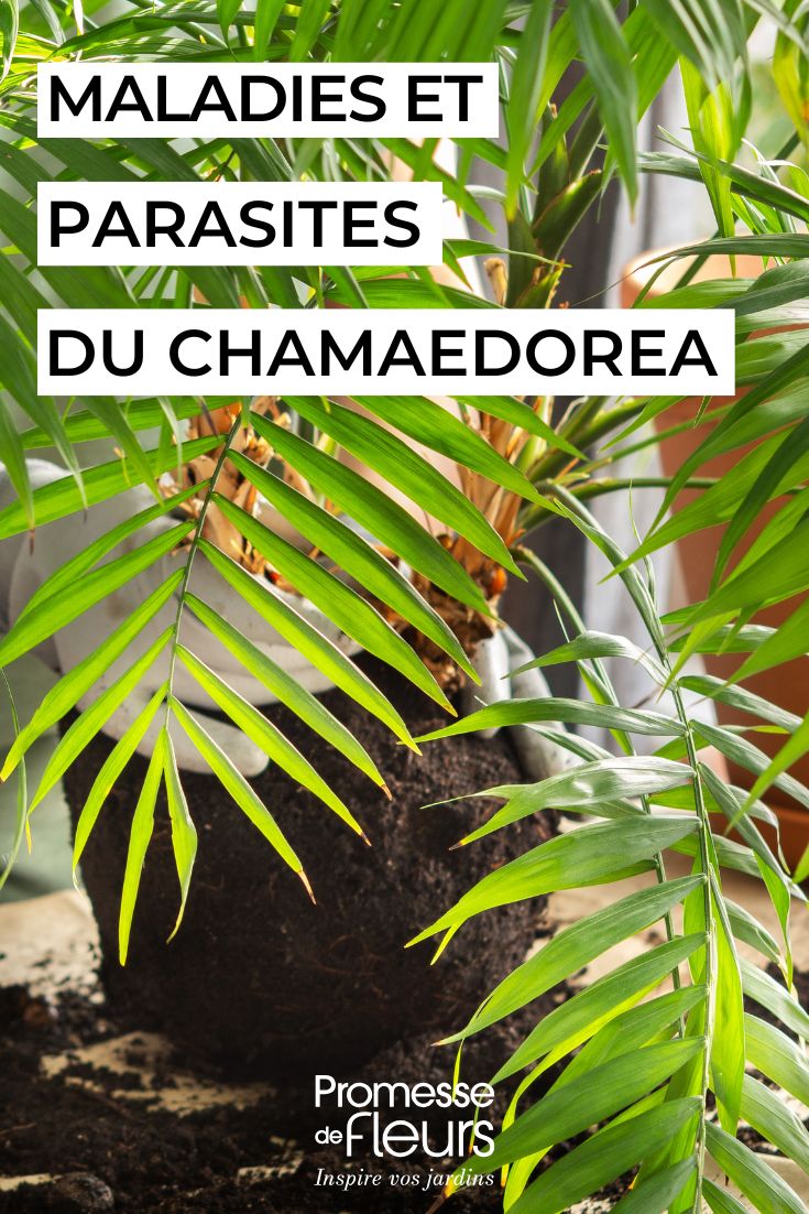 soigner le CHAMAEDOREA