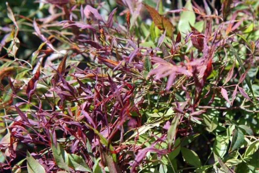 Nandina domestica nain