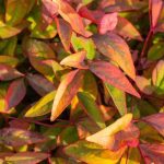Nandina domestica : une valeur sûre parmi les plantes à feuillage décoratif