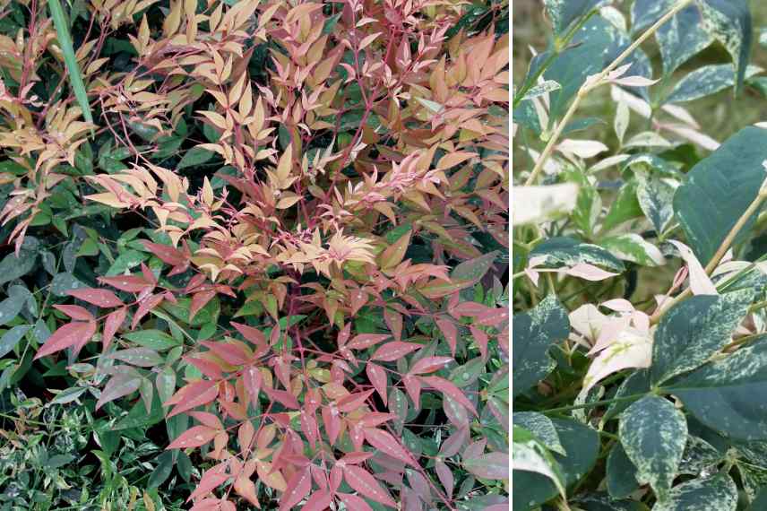 Bambous sacres feuillage