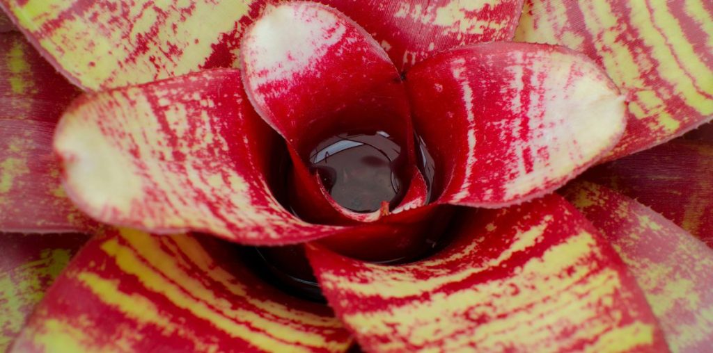 Neoregelia - plante réservoir : cultiver et entretenir