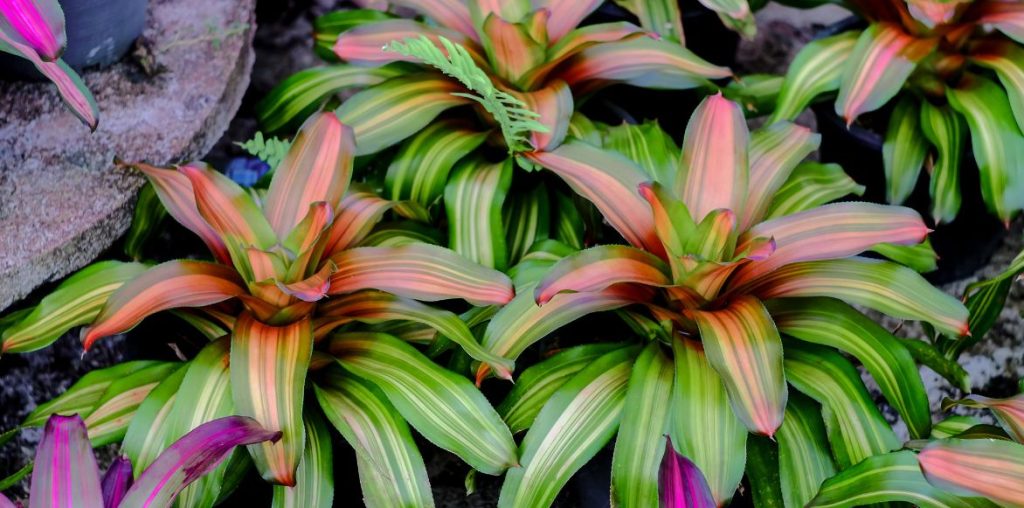 Neoregelia - plante réservoir : planter et cultiver