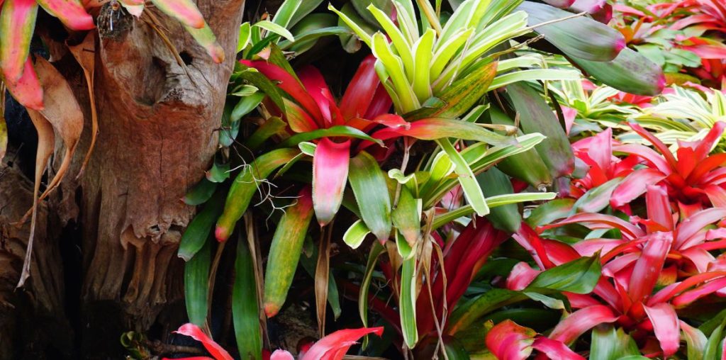 Neoregelia - plante réservoir : planter et cultiver
