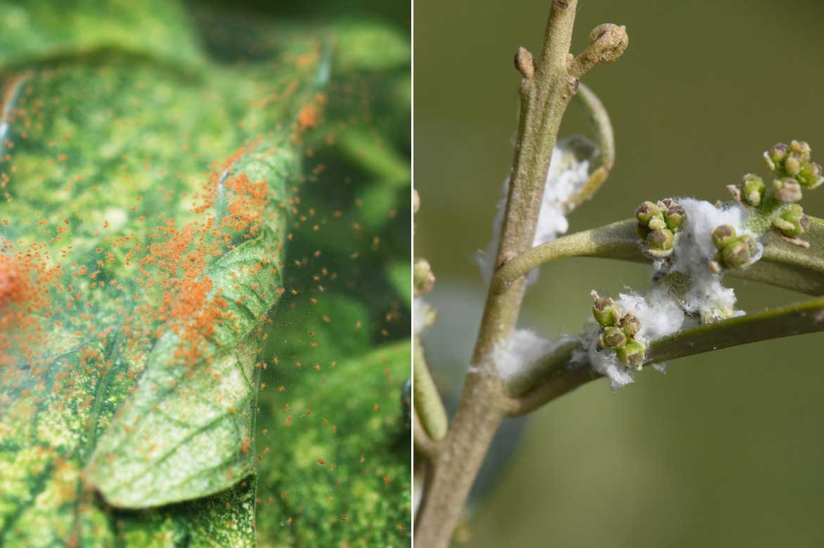 Les parasites du Phlebodium