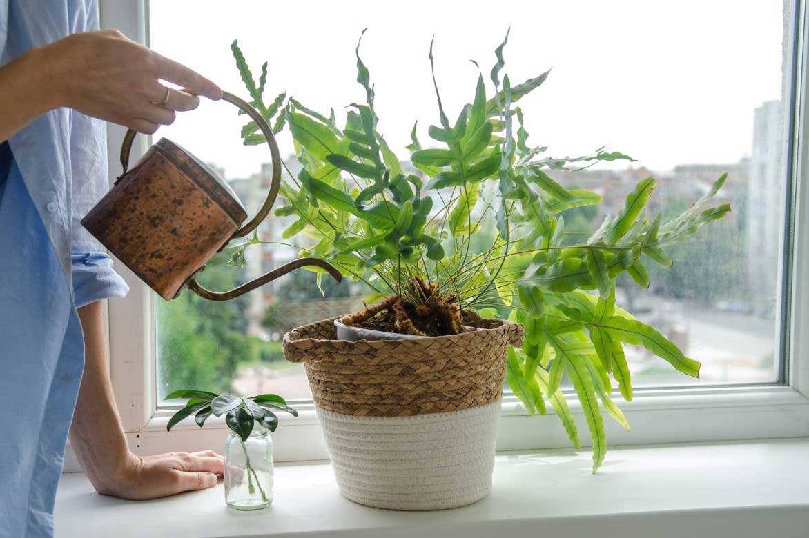 L'arrosage de la fougere bleue, Phlebodium aureum
