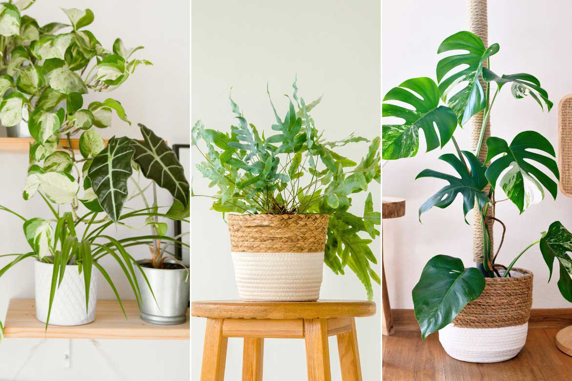 Comment mettre en valeur et associer le Phlebodium