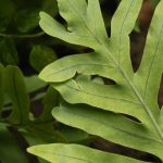 Phlebodium, Fougère bleue : cultiver et entretenir