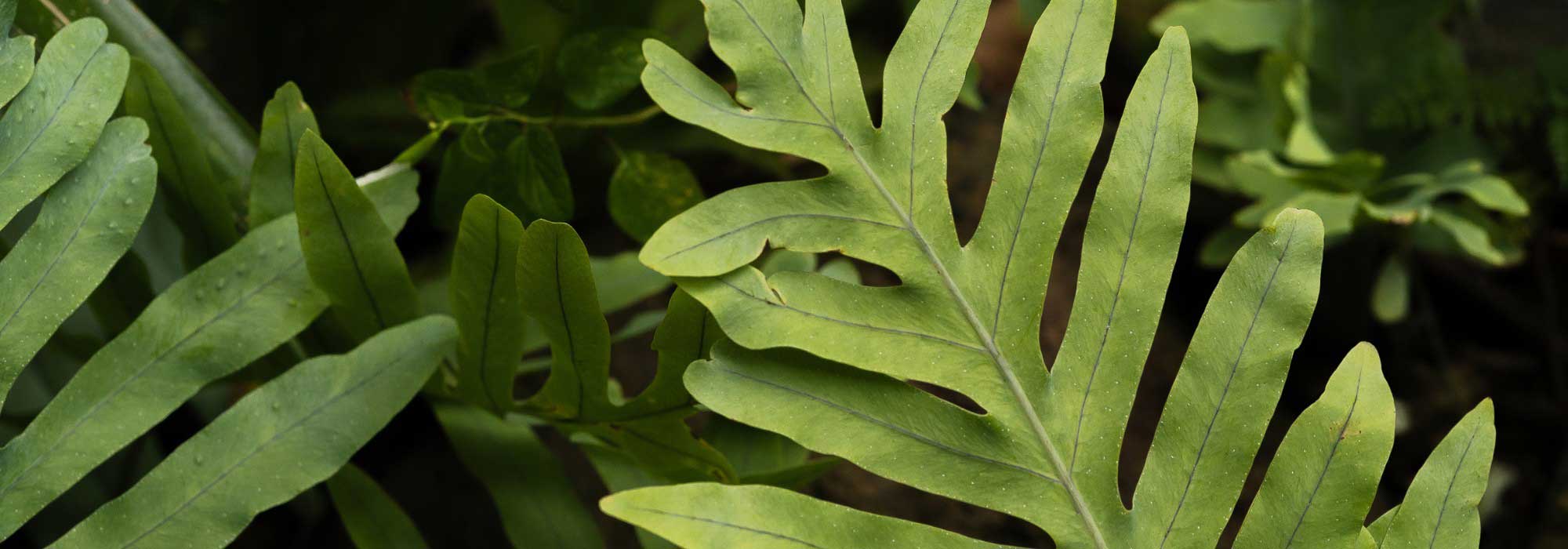 Phlebodium, Fougère bleue : cultiver et entretenir