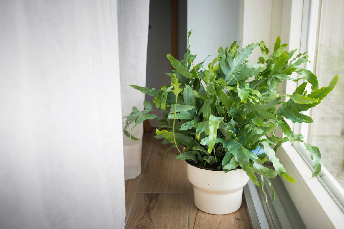 Fougère bleue, Phlebodium aureum