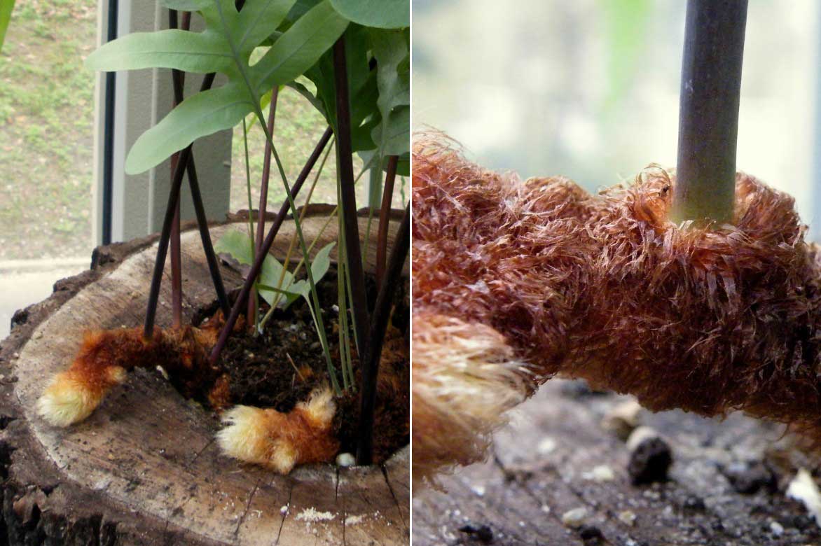 Les rhizomes de la fougère Phlebodium