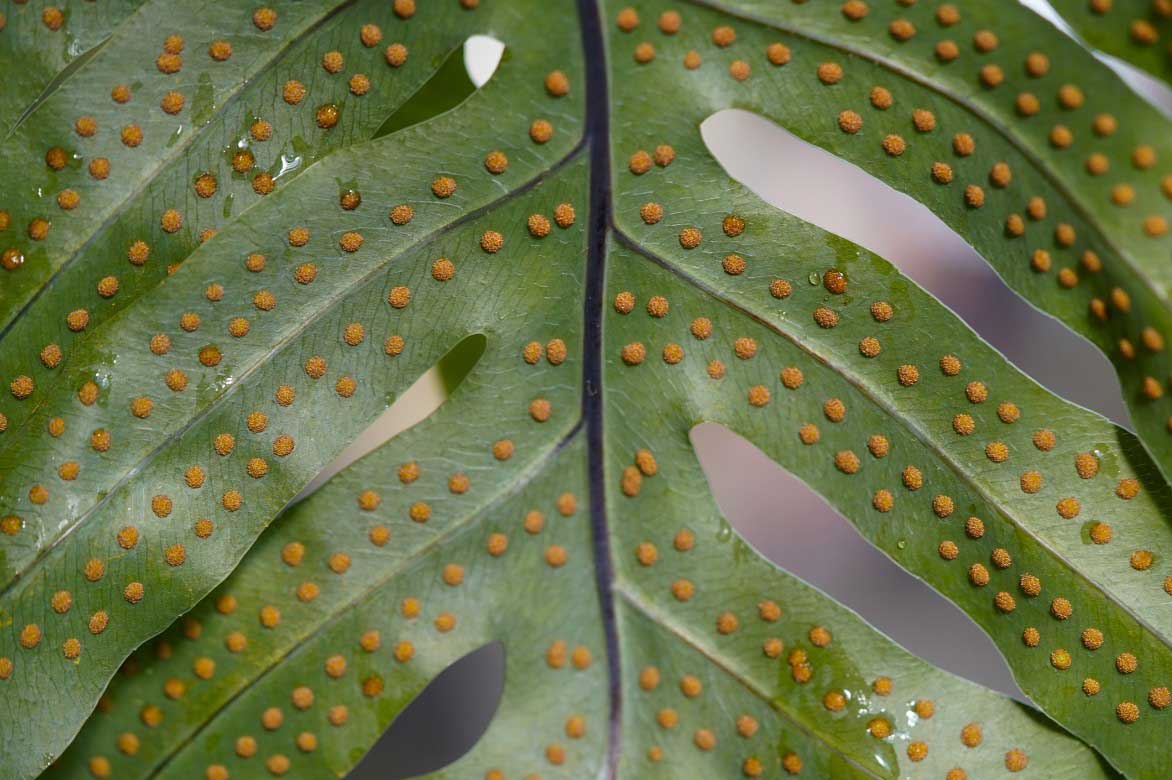 Sores de Phlebodium, fougere bleue