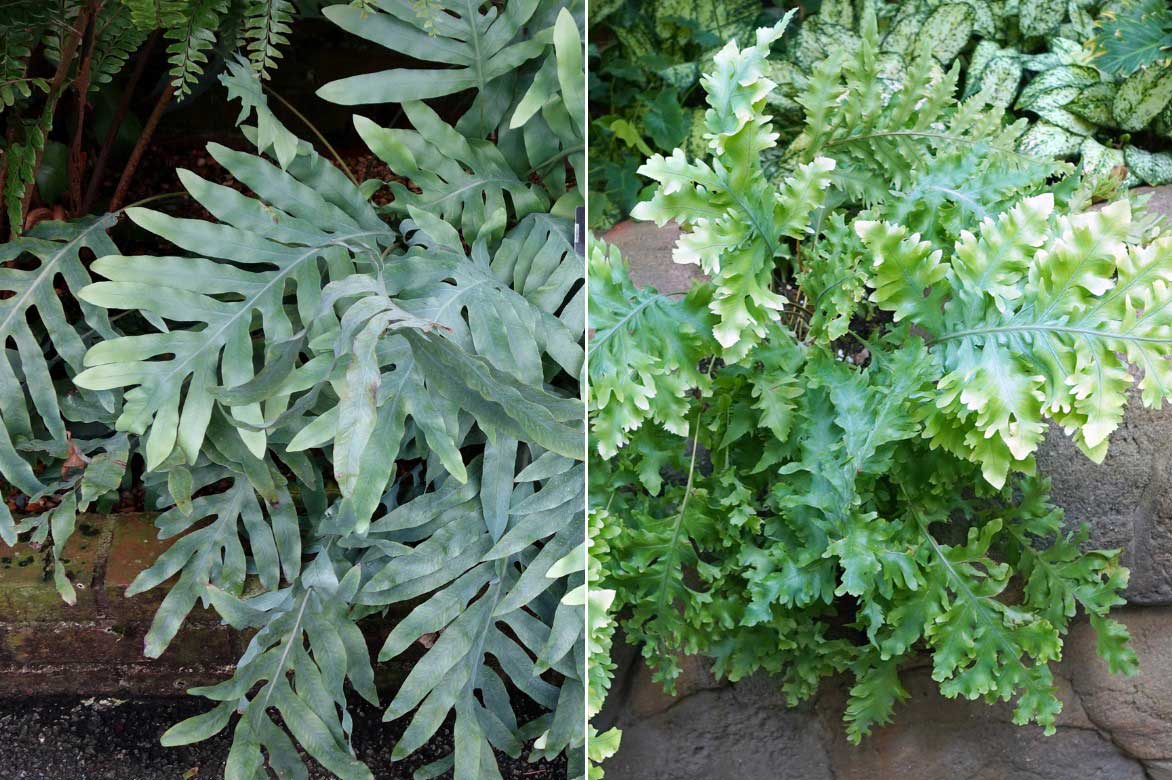 Differentes varietes de fougere bleue, Phlebodium