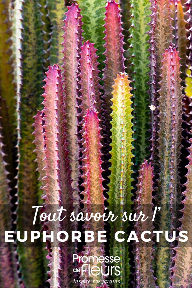 Euphorbia