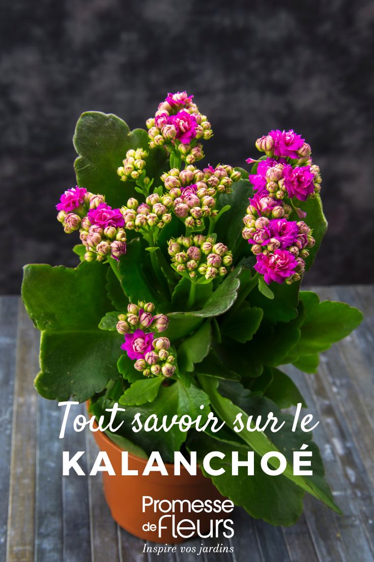 Kalanchoé : culture et entretien