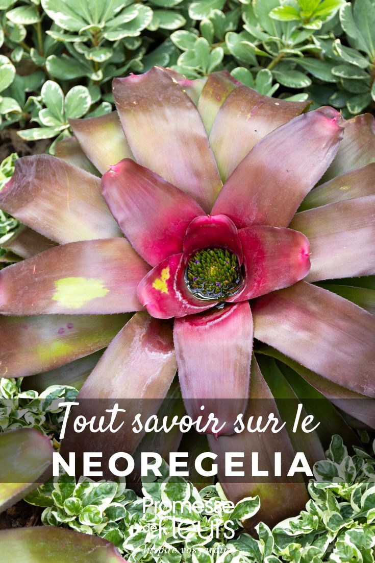 Neoregelia : cultiver et entretenir