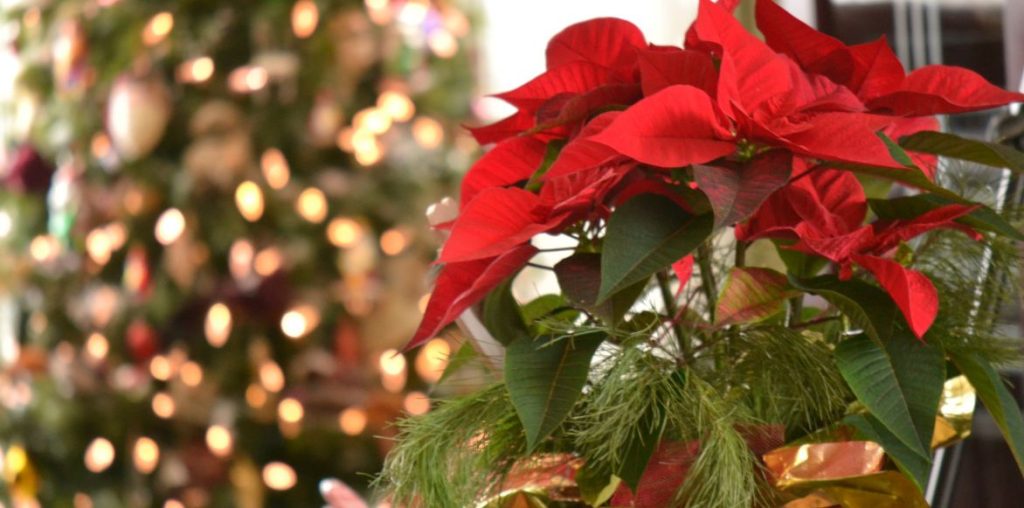 Le poinsettia est un incontournable des fêtes de fin d'années.