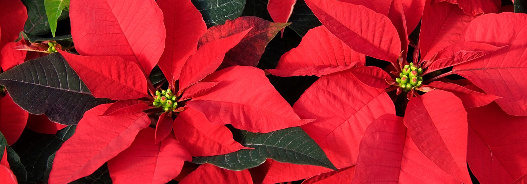 Étoile de Noël - Poinsettia : cultiver et entretenir