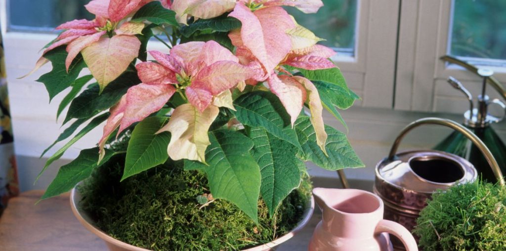 Floraison et bractées d'un Poinsettia rose - Étoile de Noël rose
