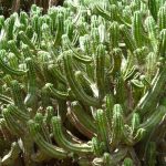 Polaskia chichipe : cultiver et entretenir