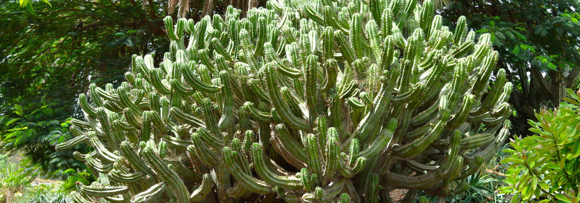 Polaskia chichipe : cultiver et entretenir