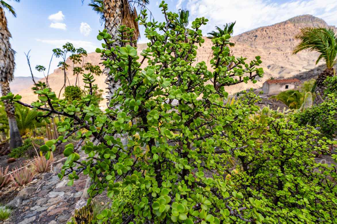 pourpier en arbre milieu naturel