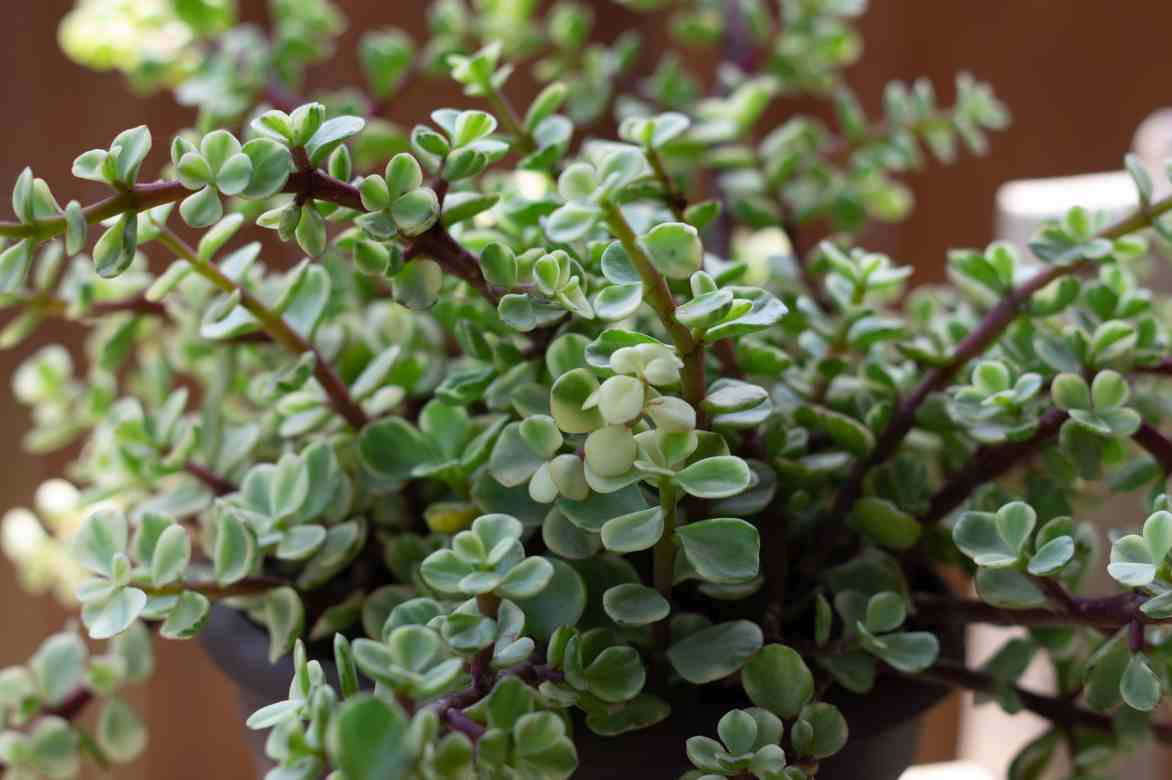 ou placer un portulacaria