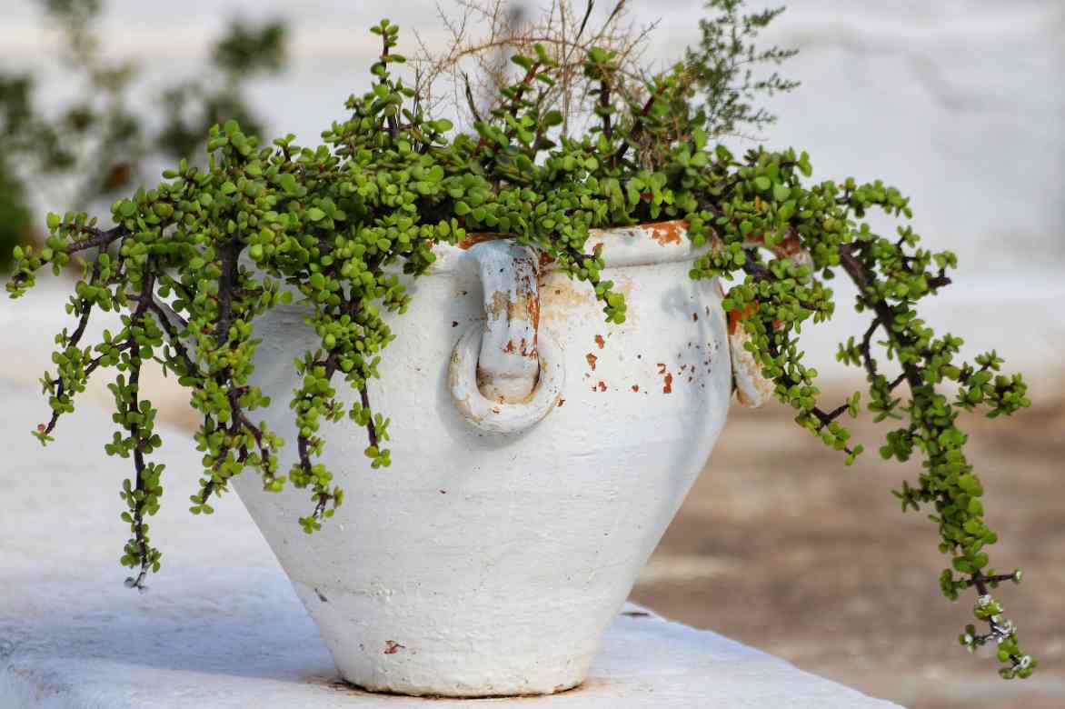 pourpier en arbre culture