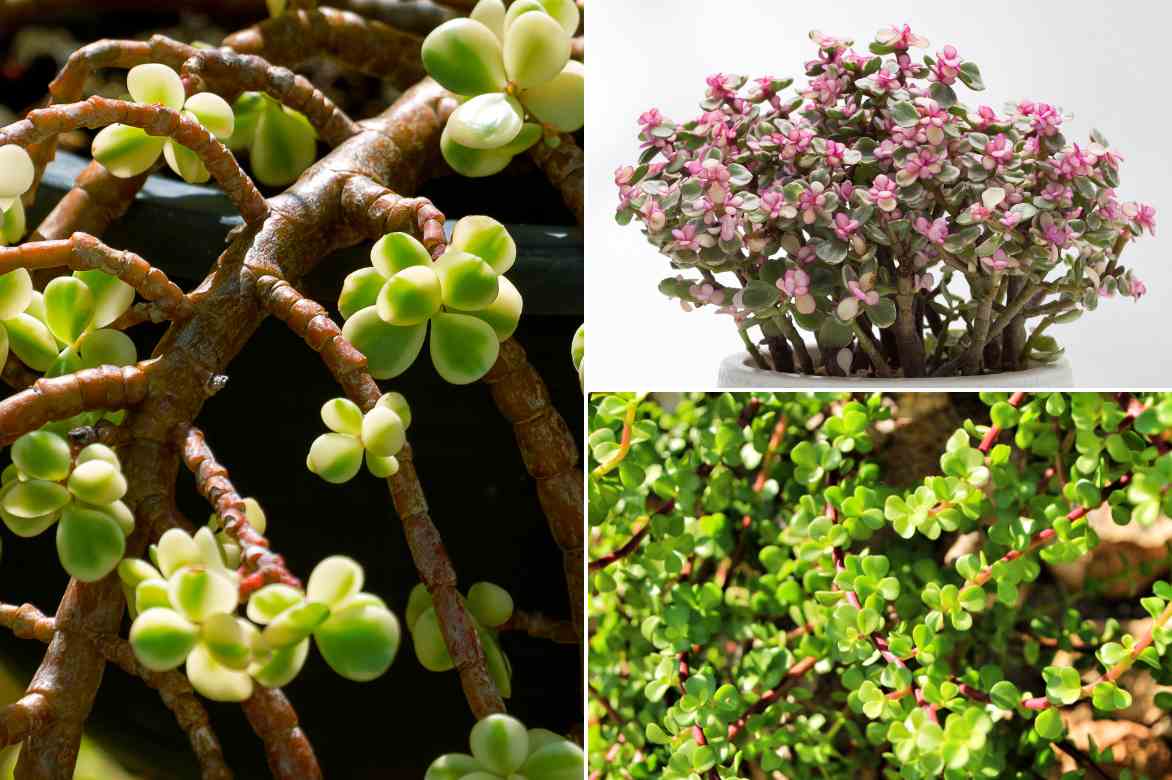 pourpier en arbre varietes