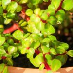 Portulacaria : culture, entretien et variétés