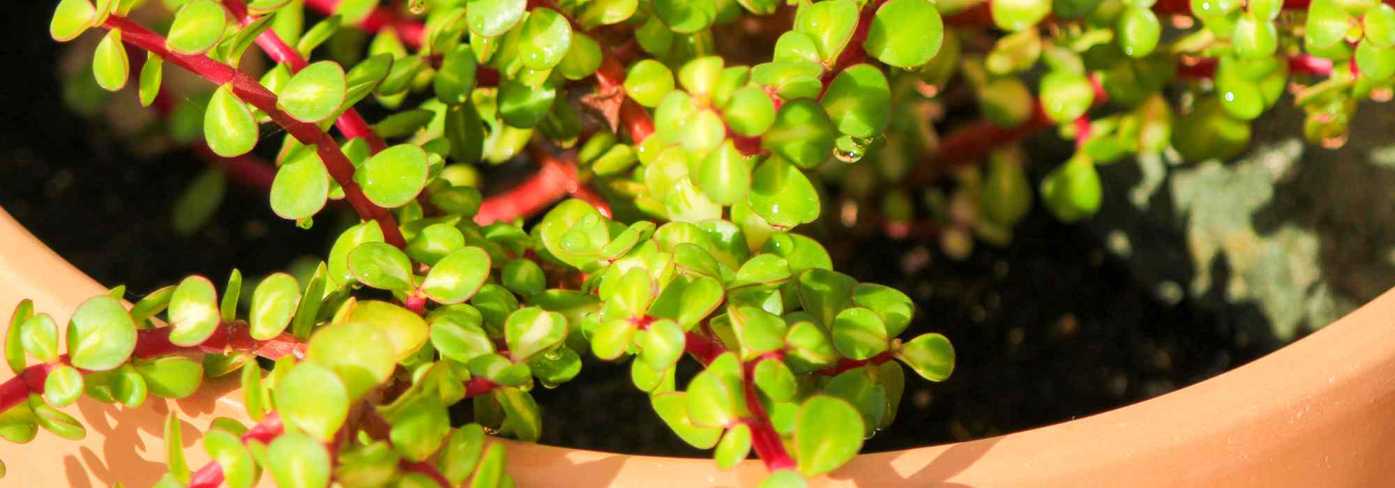 Portulacaria : culture, entretien et variétés