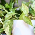Pothos : planter, cultiver, bouturer cette plante d’intérieur facile