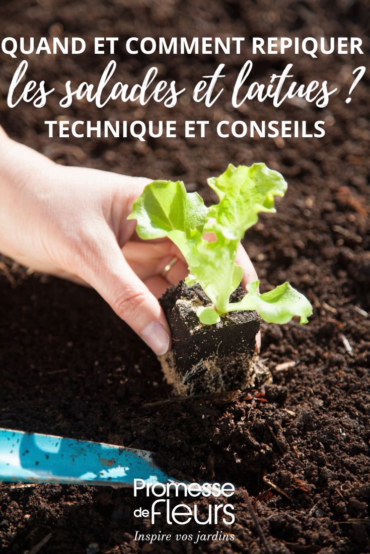 comment planter les salades