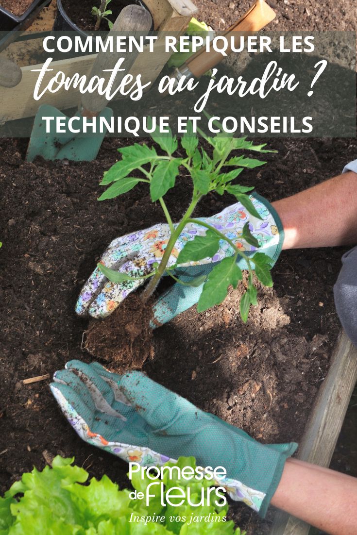 planter les plants de tomate au jardin potager