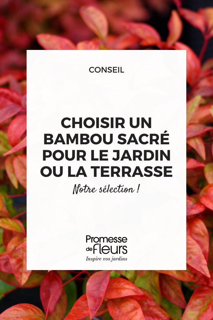 sélection de nandina